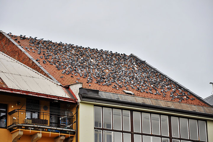 A2B Pest Control are able to install spikes to deter birds from roofs in Frimley. 