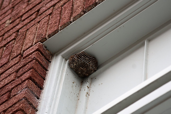 We provide a wasp nest removal service for domestic and commercial properties in Frimley.